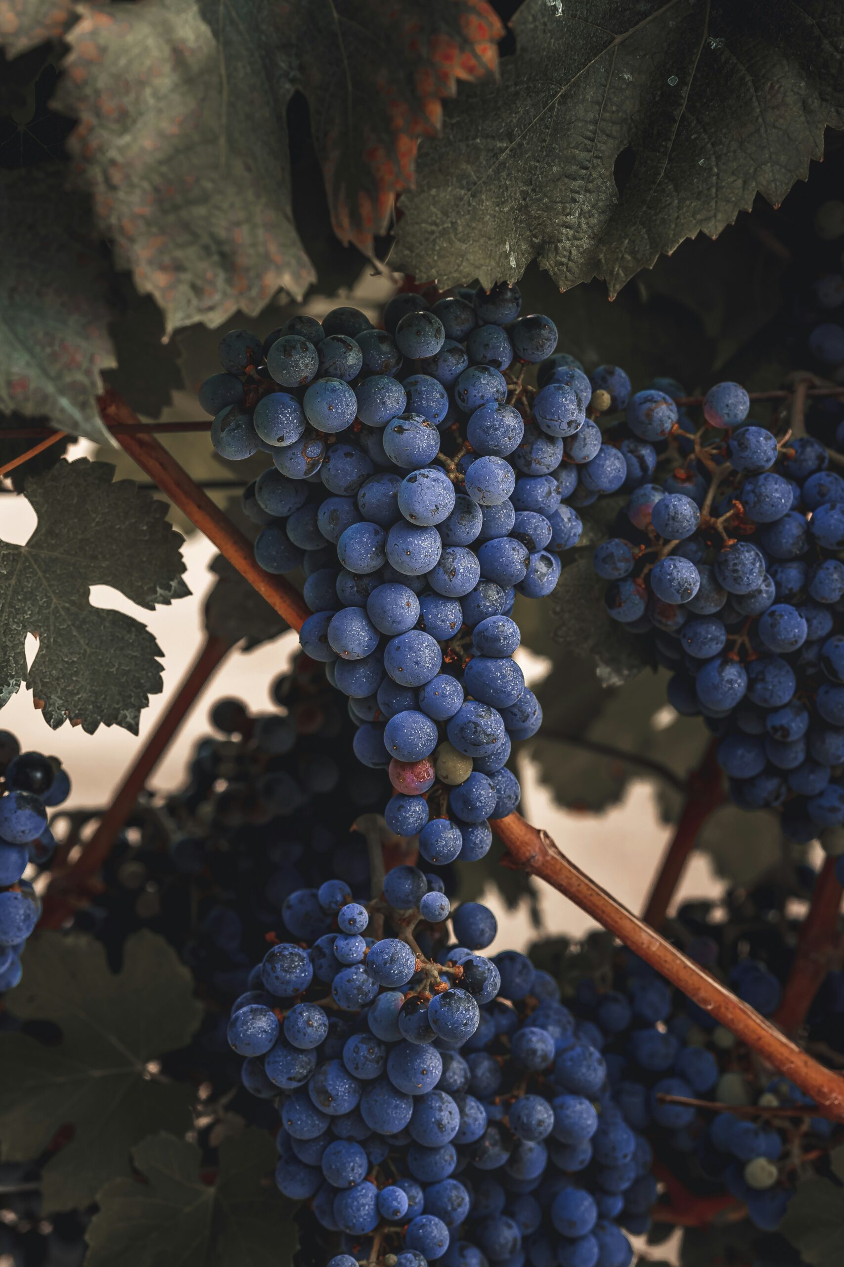Hrozny Cabernet Sauvignon